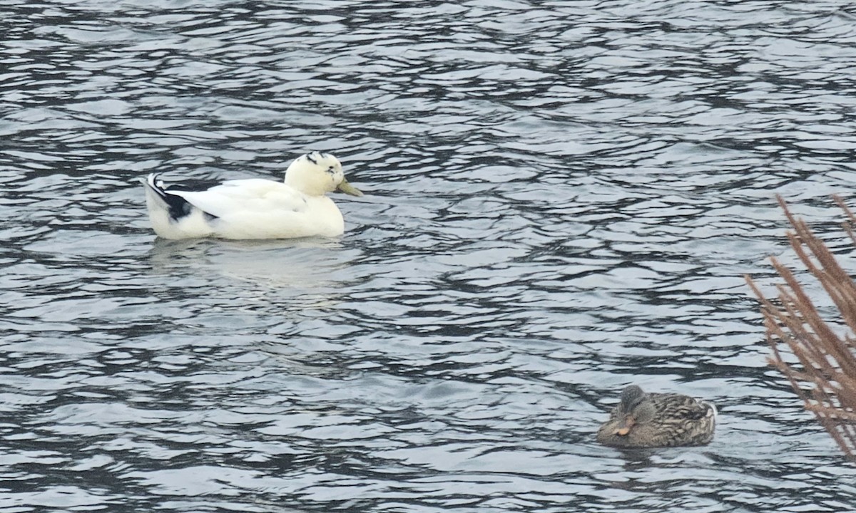 綠頭鴨(馴化) - ML647888397