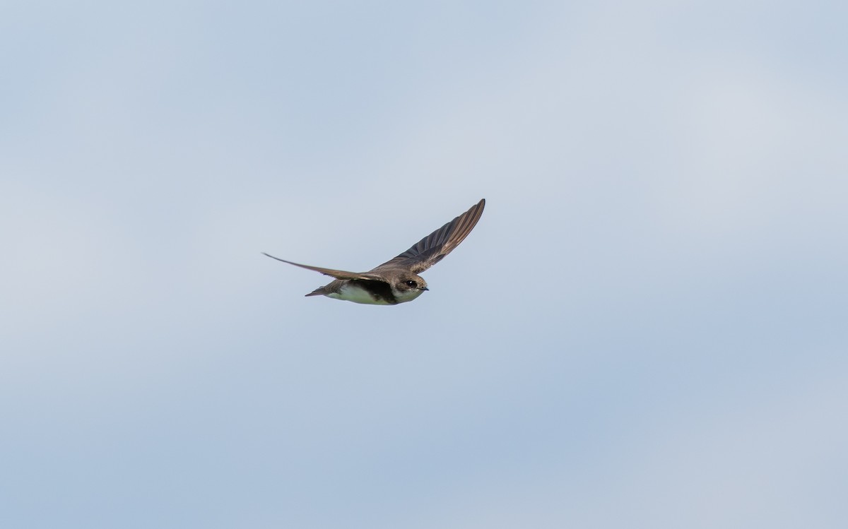 灰沙燕 - ML647888433