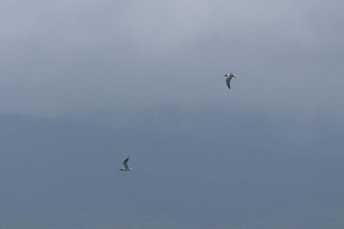 ワライカモメ - ML647888440