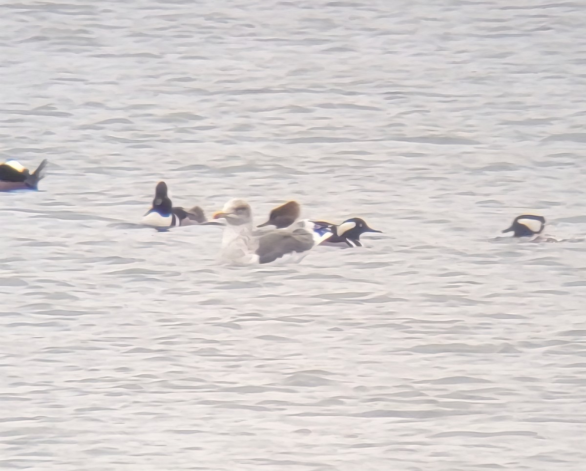 ニシセグロカモメ - ML647888444