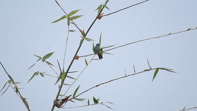 Мухоловка бірюзова - ML647888568