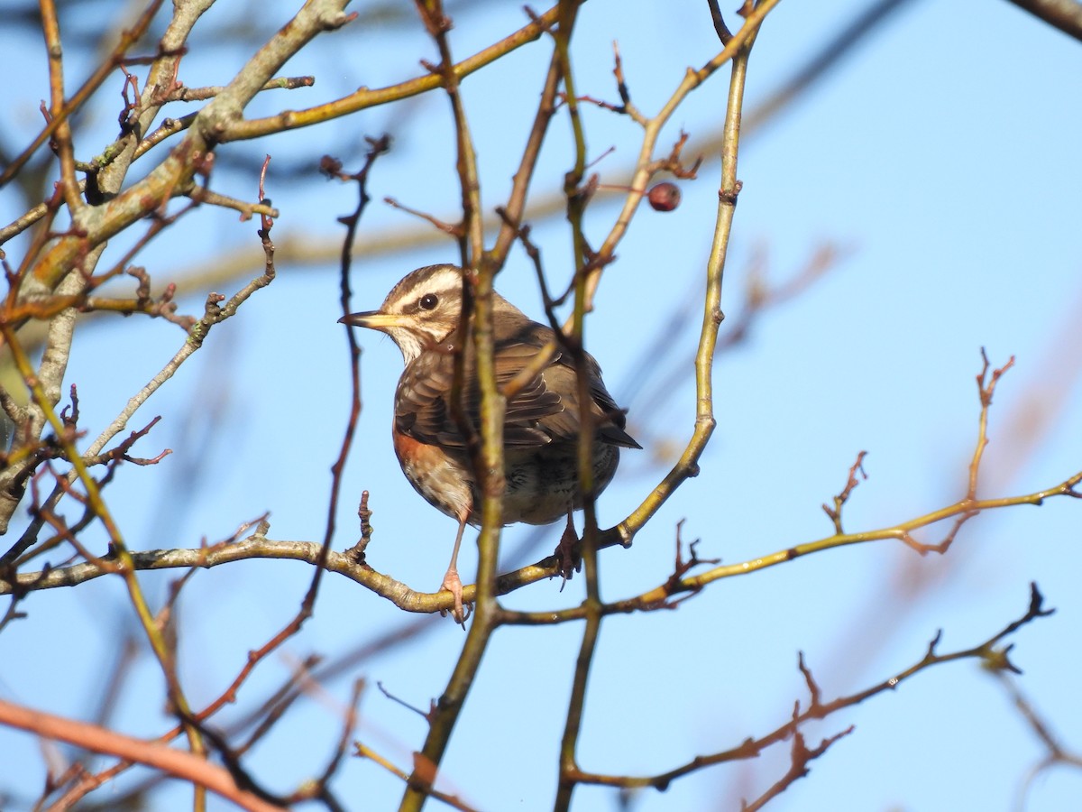 Rotdrossel - ML647888610