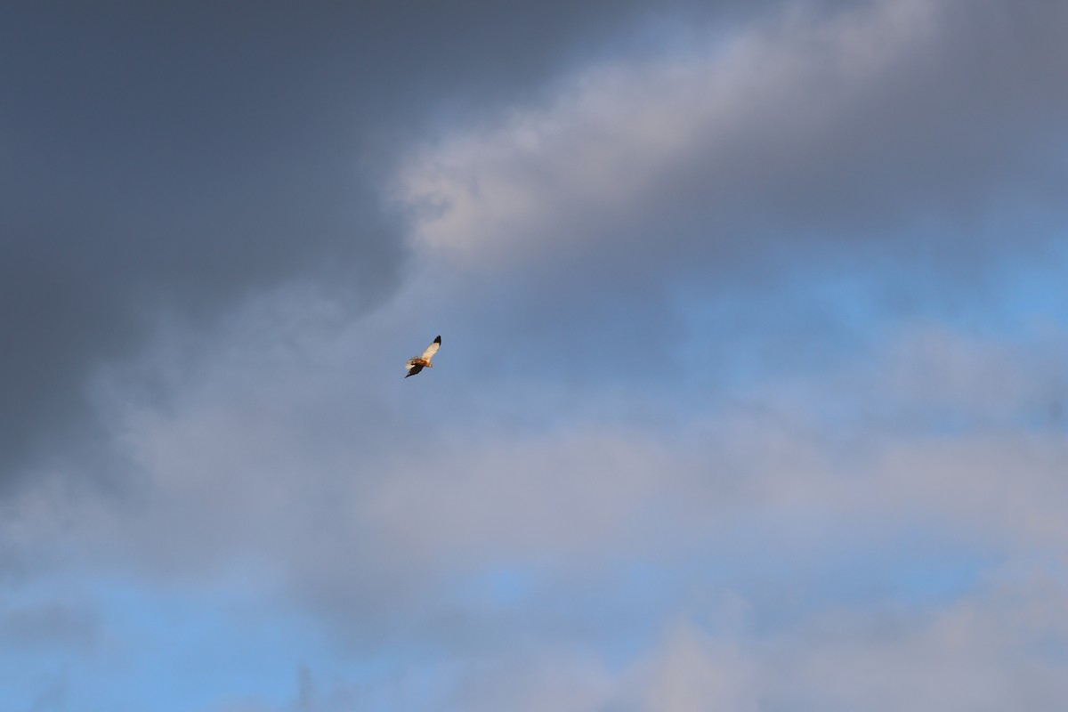 Western Marsh Harrier - ML647888613