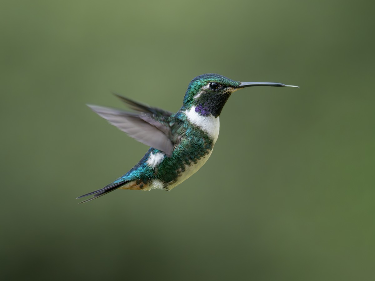 White-bellied Woodstar - ML647888615