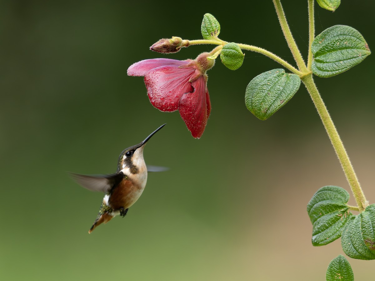 White-bellied Woodstar - ML647888616
