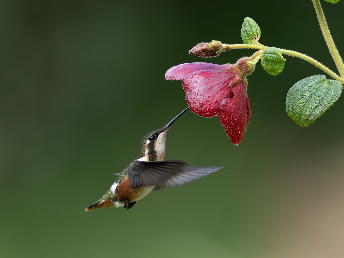 White-bellied Woodstar - ML647888617