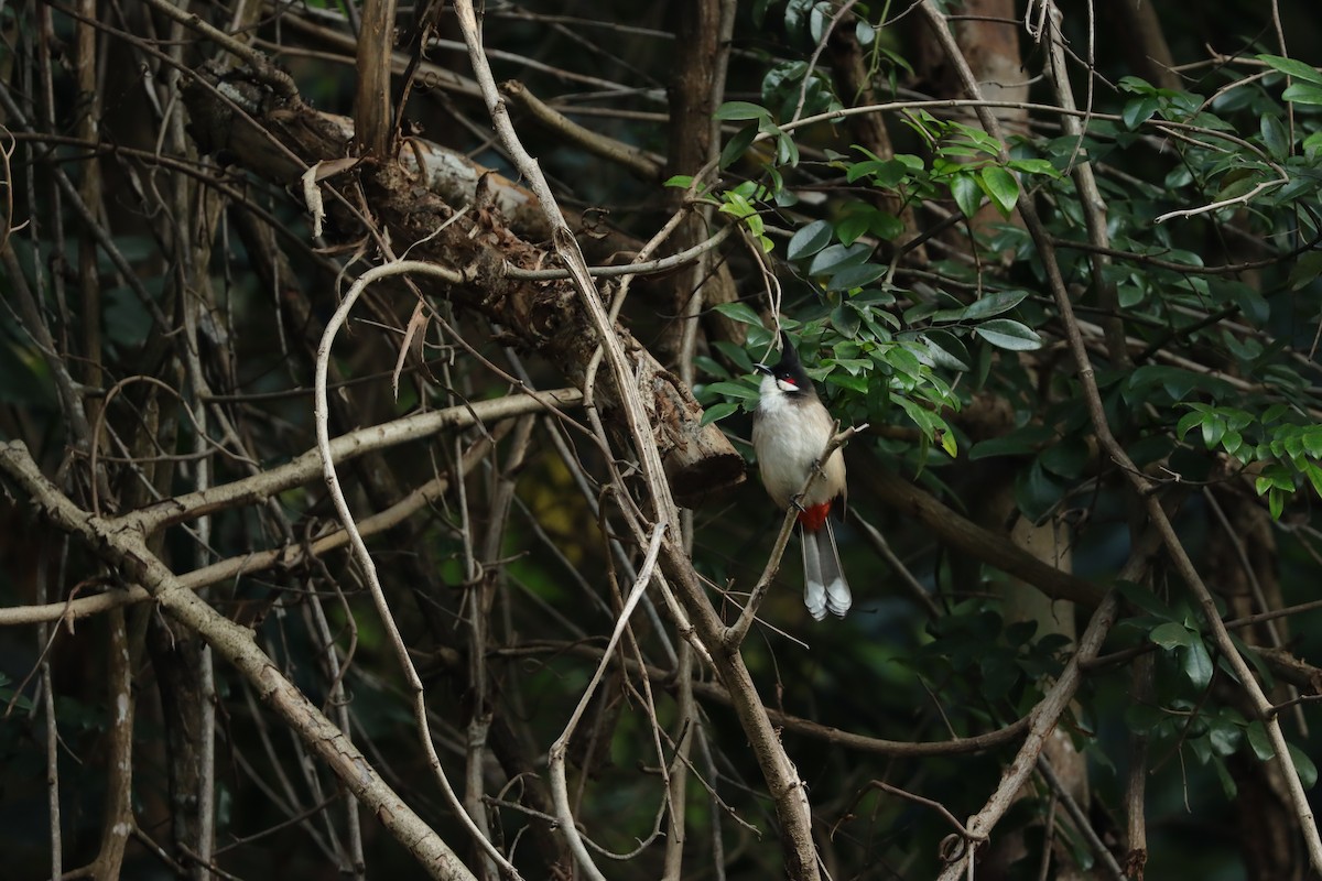 Red-whiskered Bulbul - ML647888621