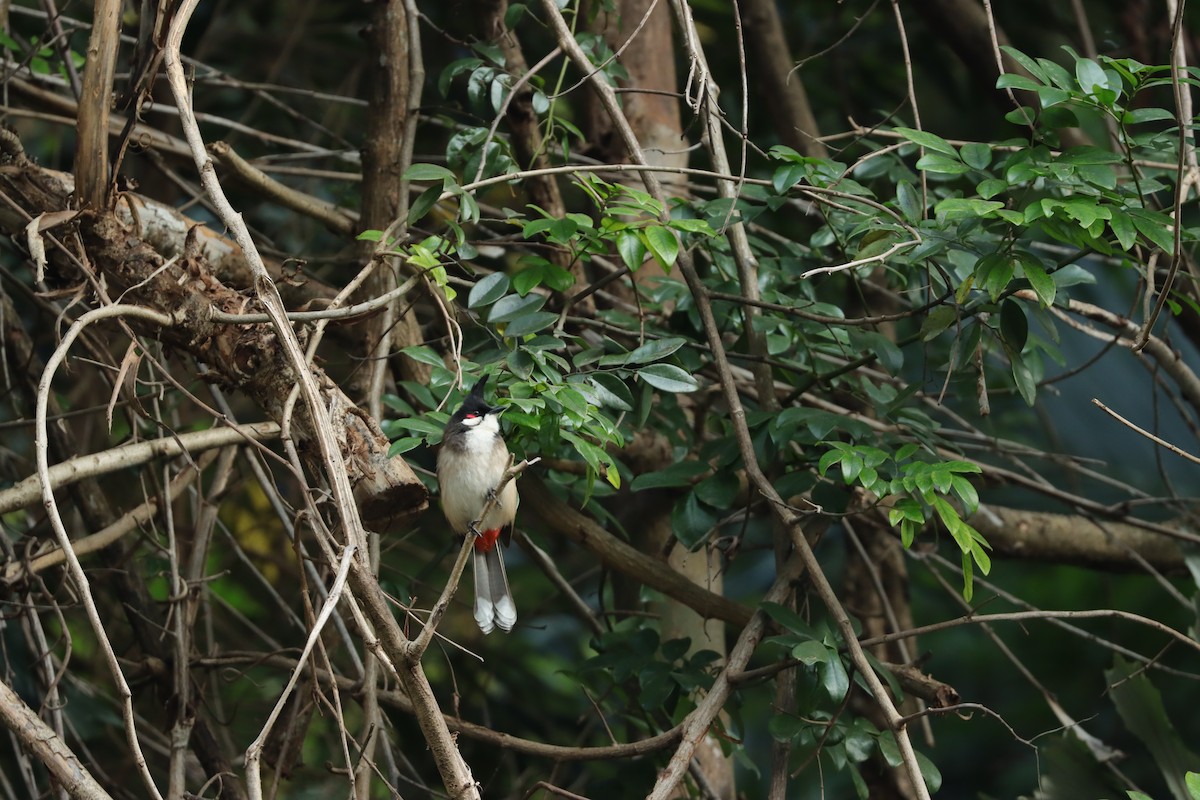 Red-whiskered Bulbul - ML647888622