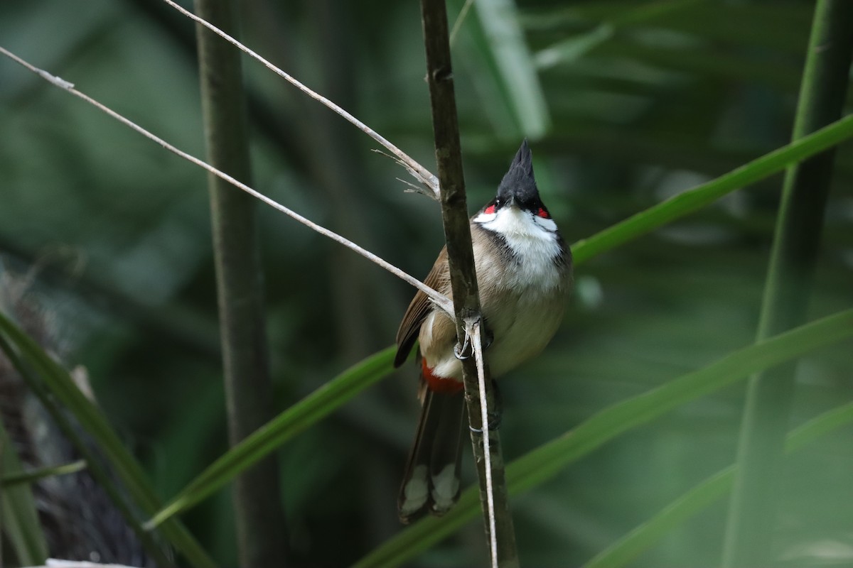 Red-whiskered Bulbul - ML647888623
