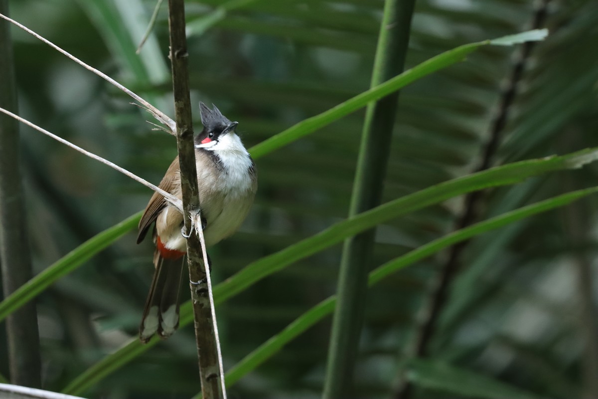 Red-whiskered Bulbul - ML647888624