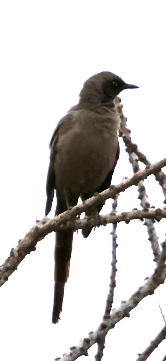 Ashy Starling - ML647888625