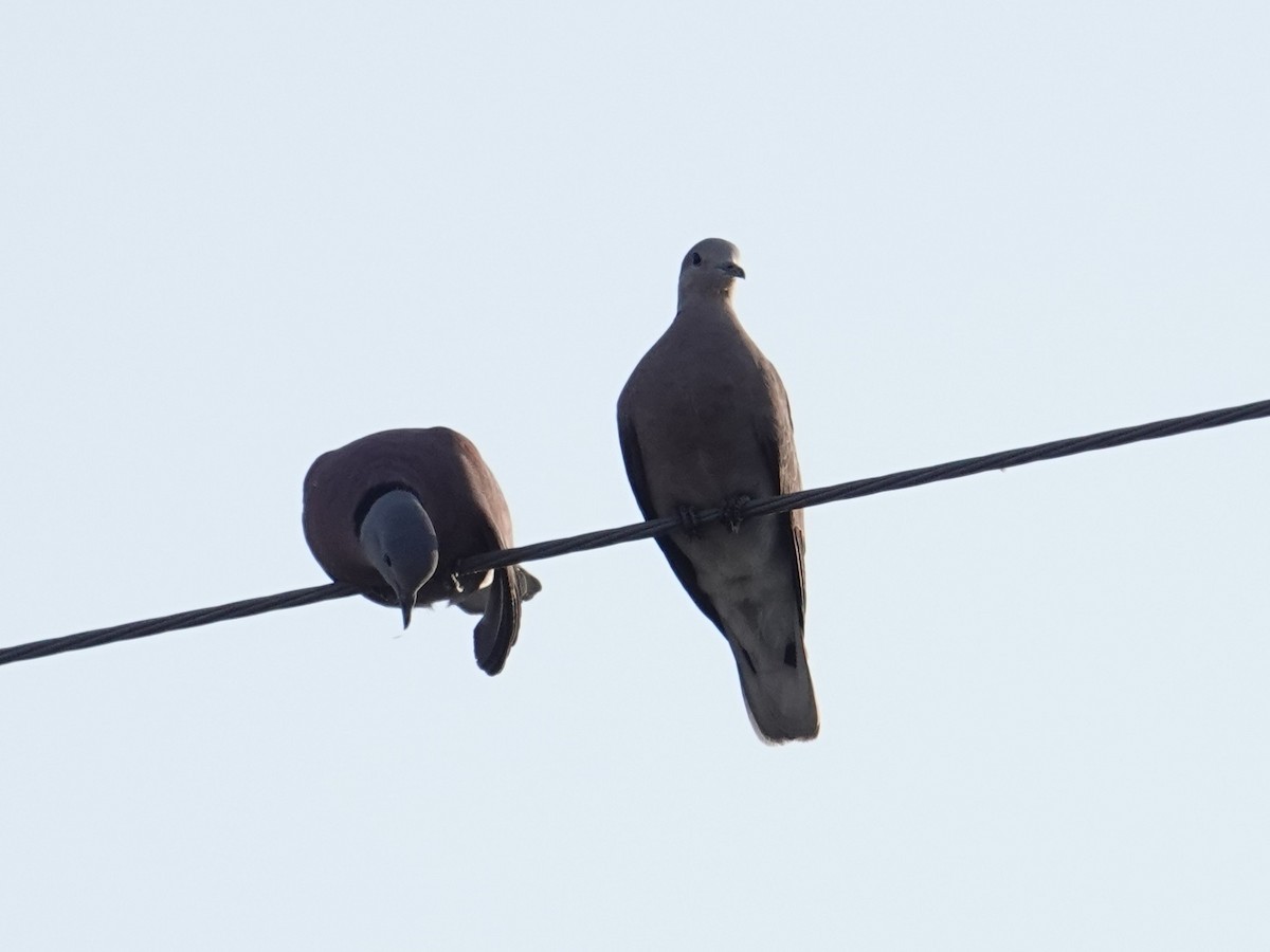 Red Collared-Dove - ML647888626