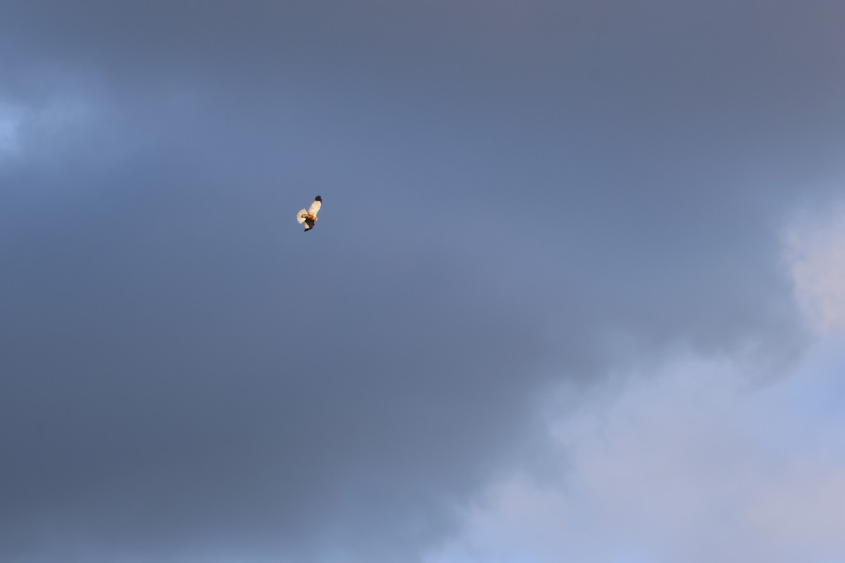 Western Marsh Harrier - ML647888627