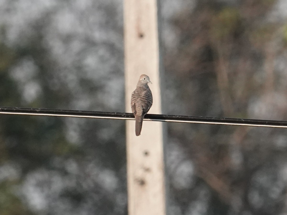 Zebra Dove - ML647888628