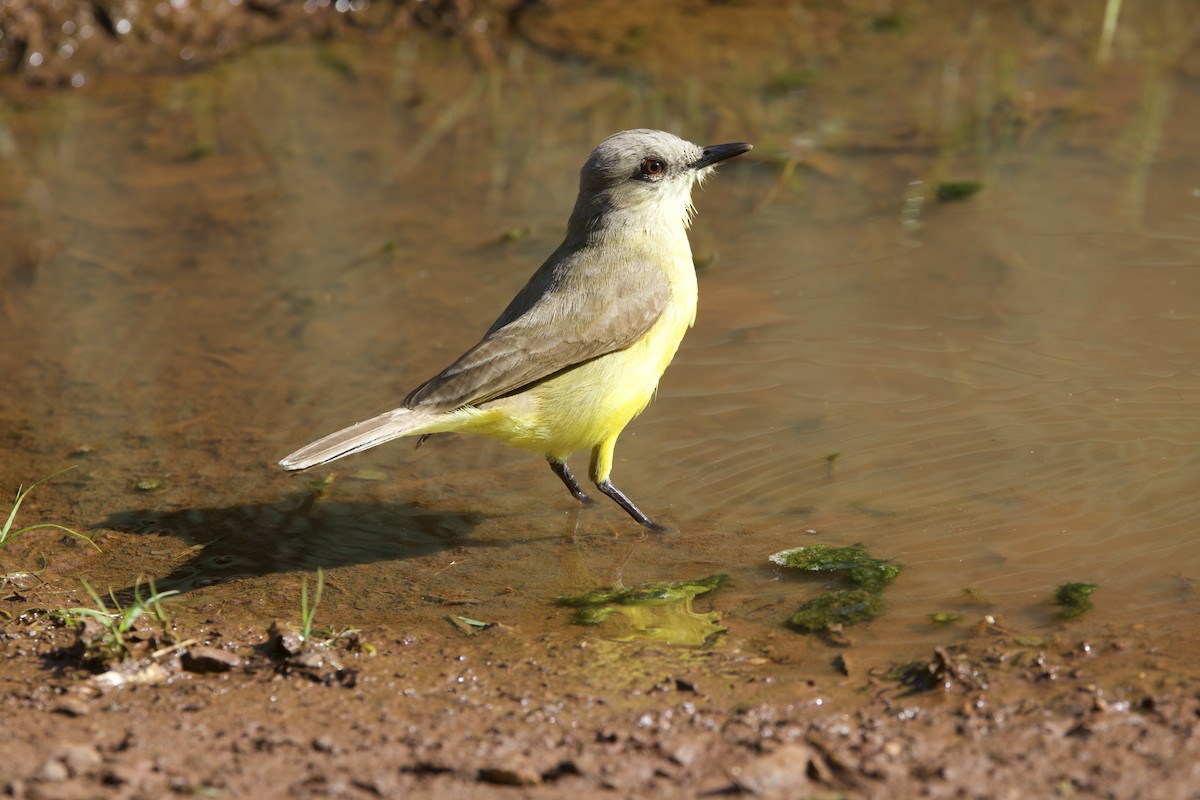 Cattle Tyrant - ML647888629