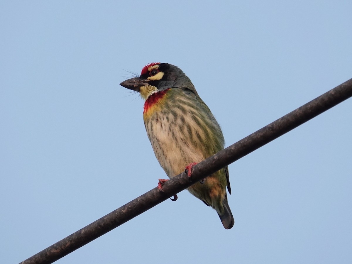Coppersmith Barbet - ML647888630