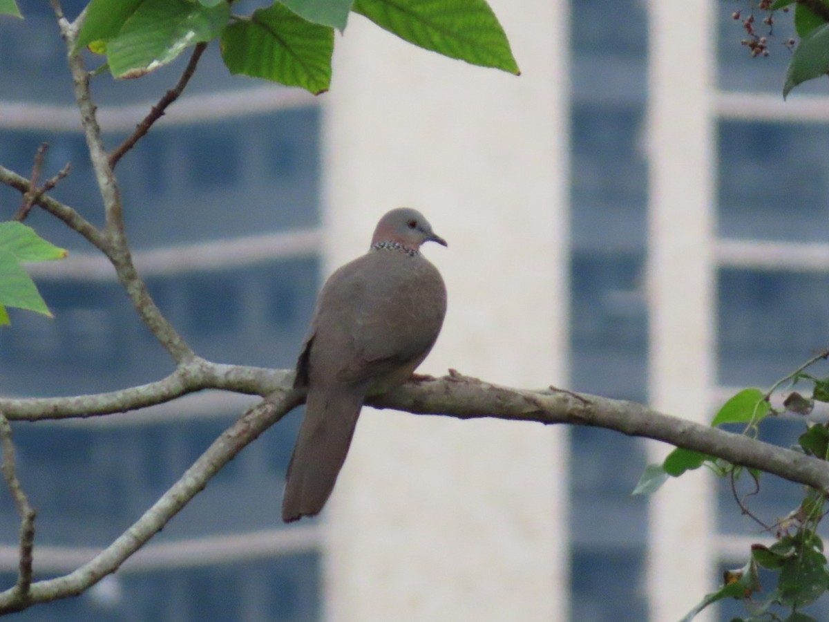 Spotted Dove - ML647888633