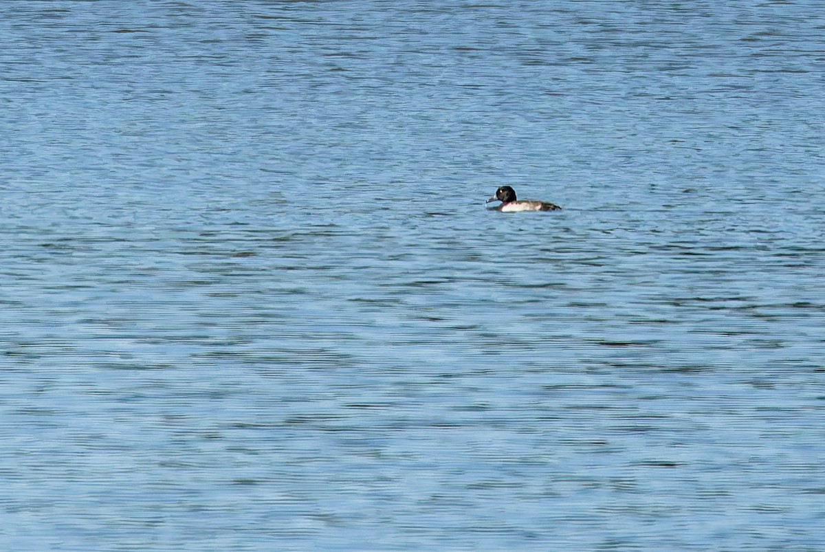 Tufted Duck - ML647888634