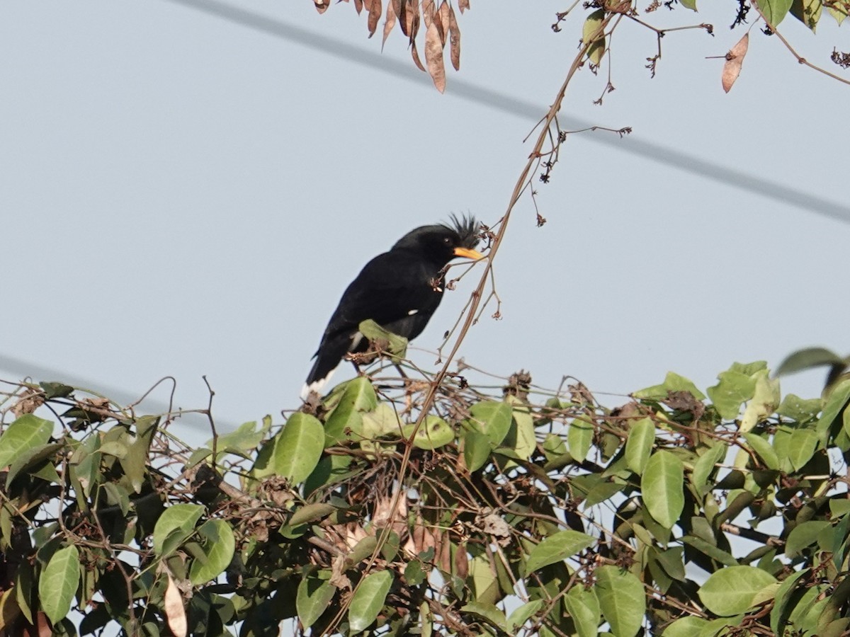 Great Myna - ML647888635