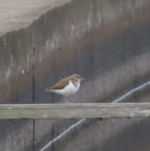 Common Sandpiper - ML647888636