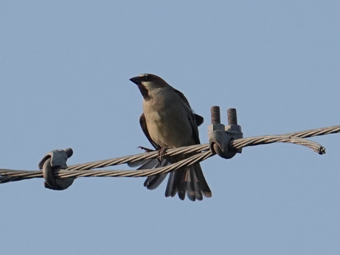 Plain-backed Sparrow - ML647888637