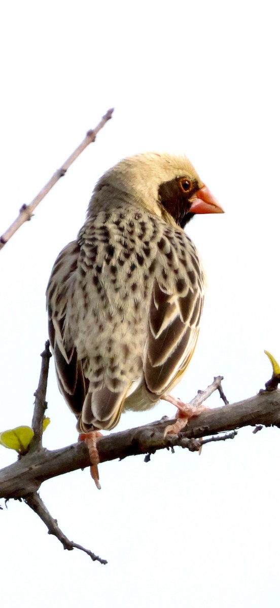 Red-billed Quelea - ML647888638