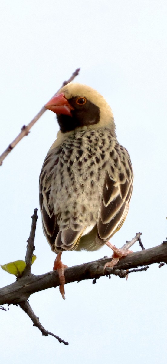 Red-billed Quelea - ML647888639