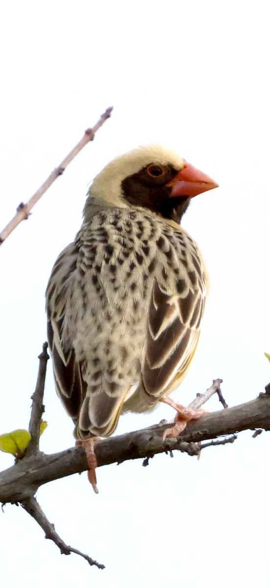 Red-billed Quelea - ML647888640