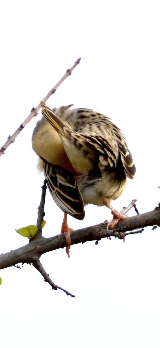Red-billed Quelea - ML647888641