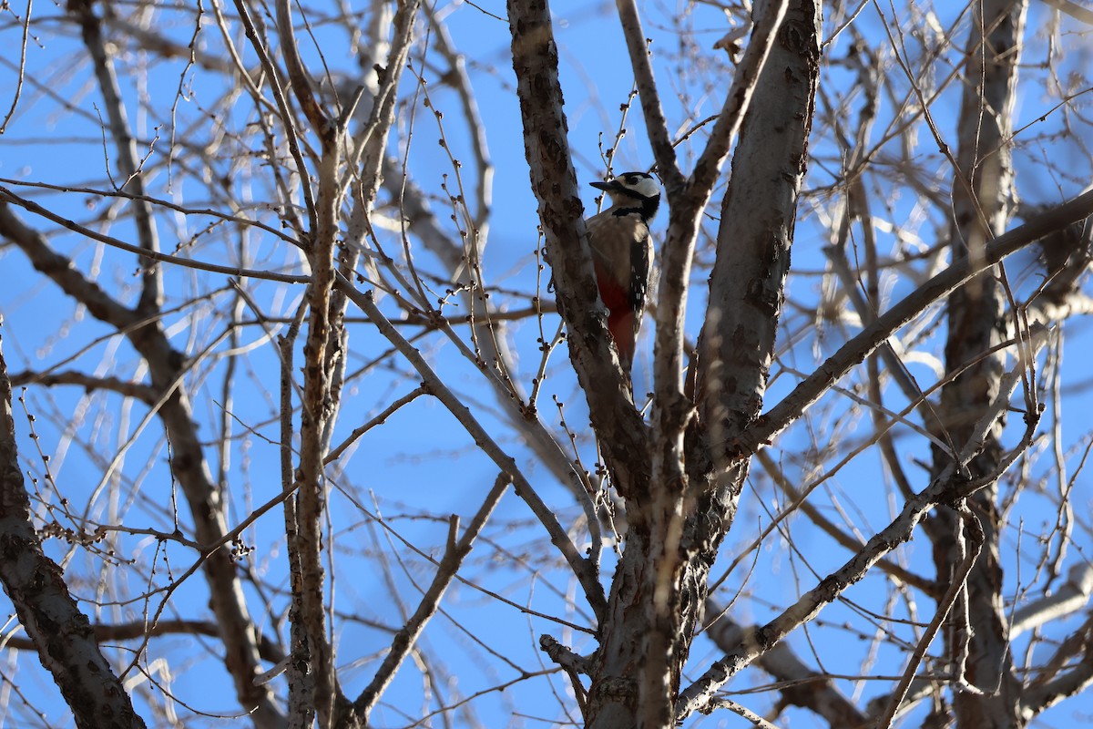 Great Spotted Woodpecker - ML647888642