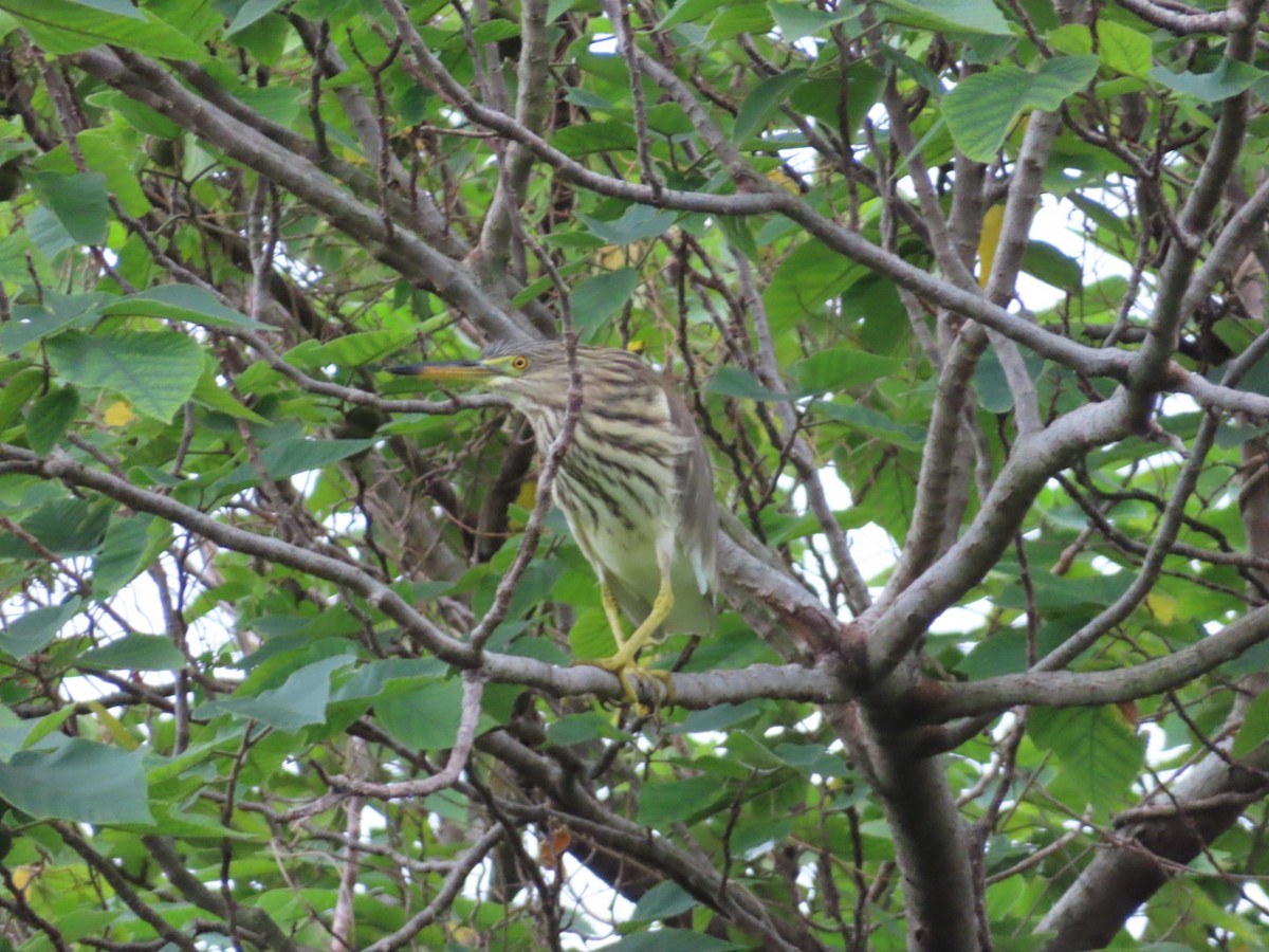 Chinese Pond-Heron - ML647888643