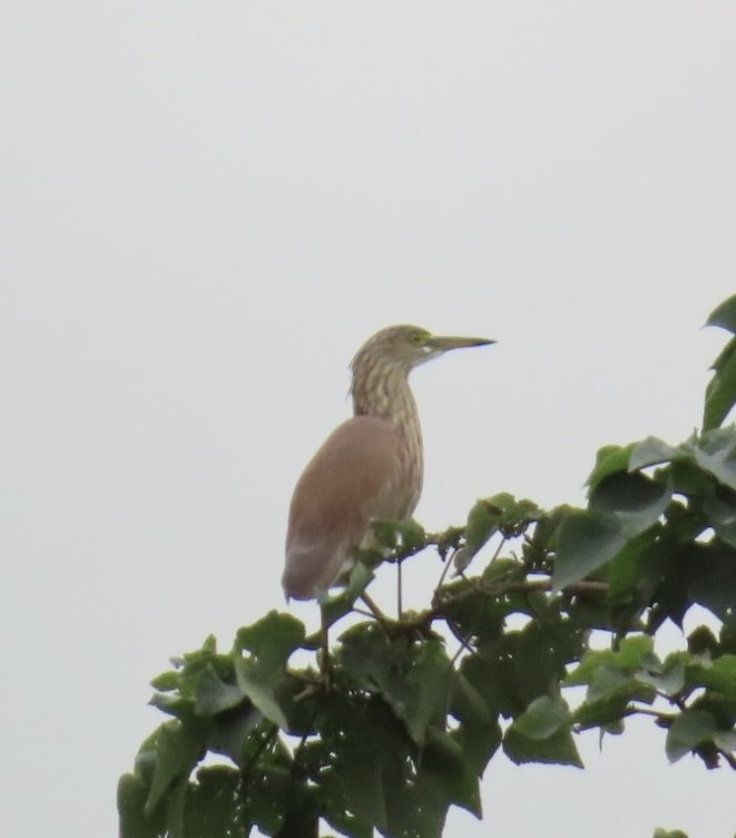 Chinese Pond-Heron - ML647888644