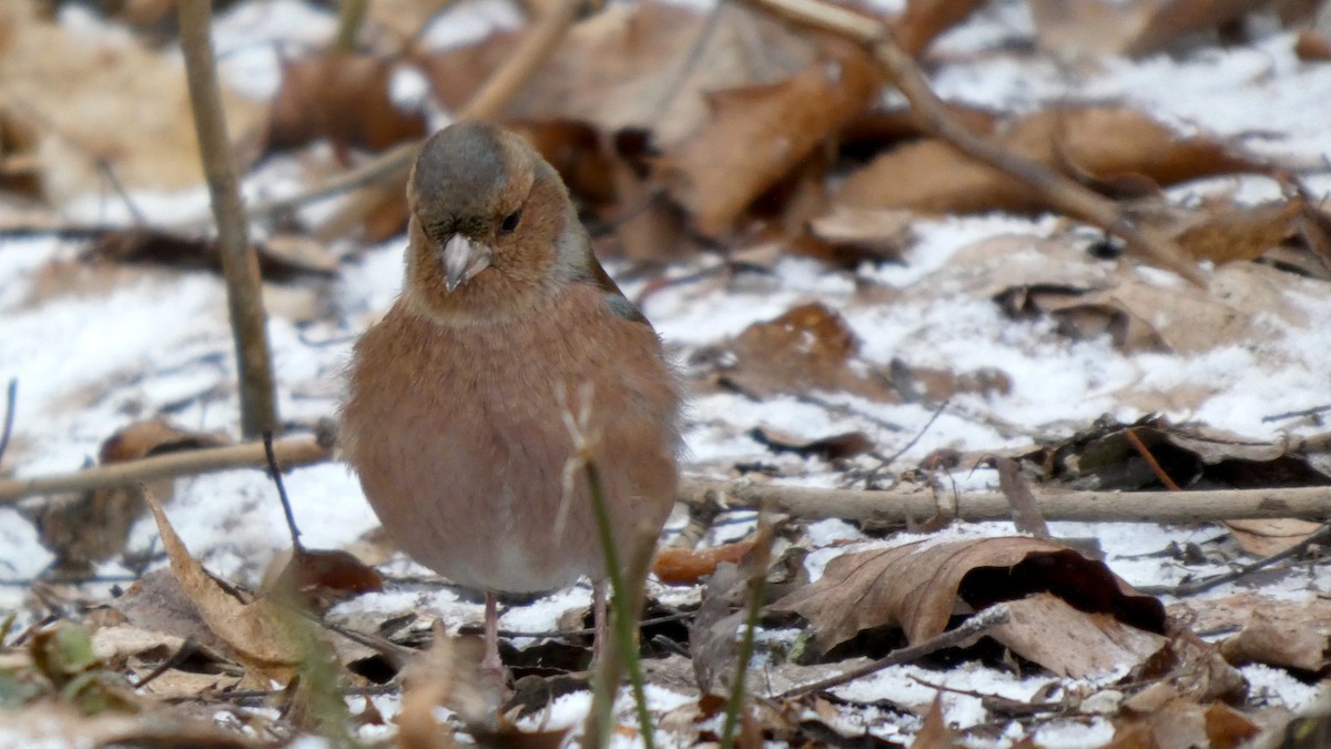 Common Chaffinch - ML647888678