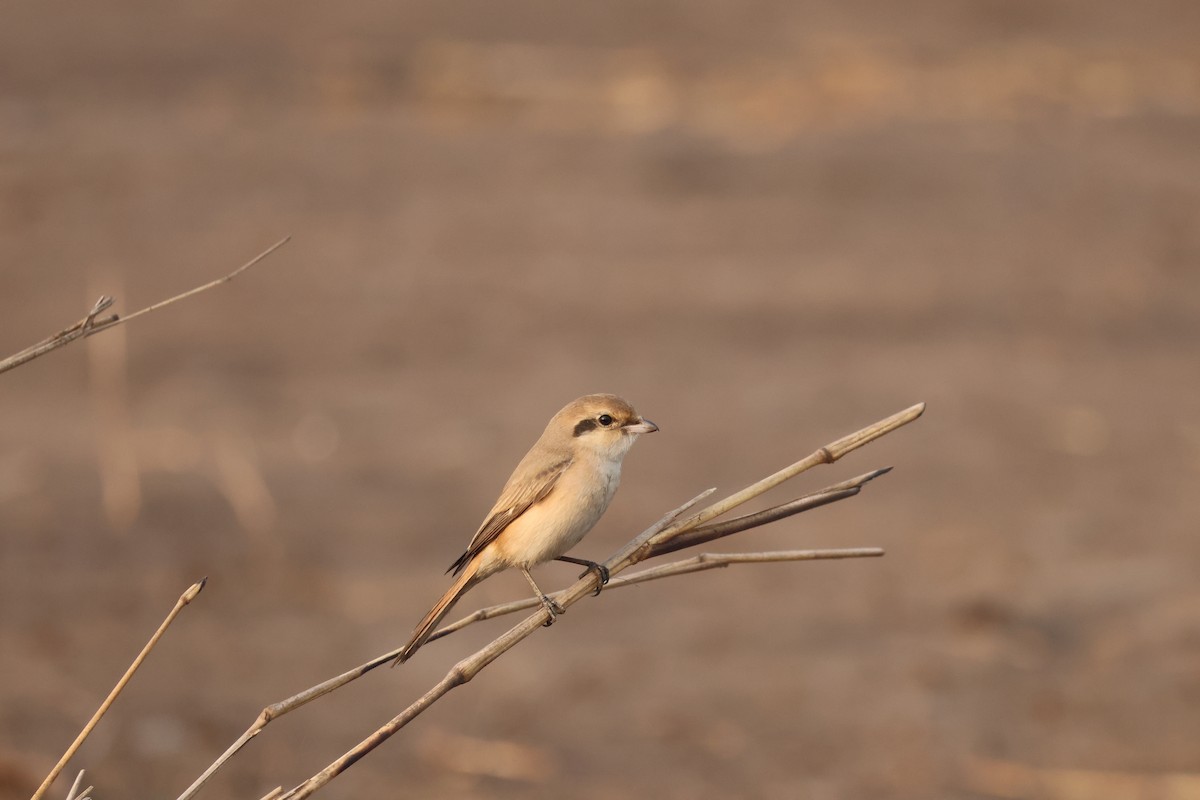 Isabelline Shrike - ML647888686
