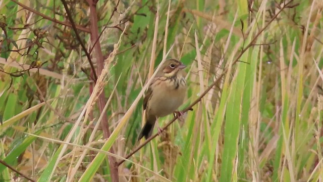 Вівсянка сіроголова - ML647888710