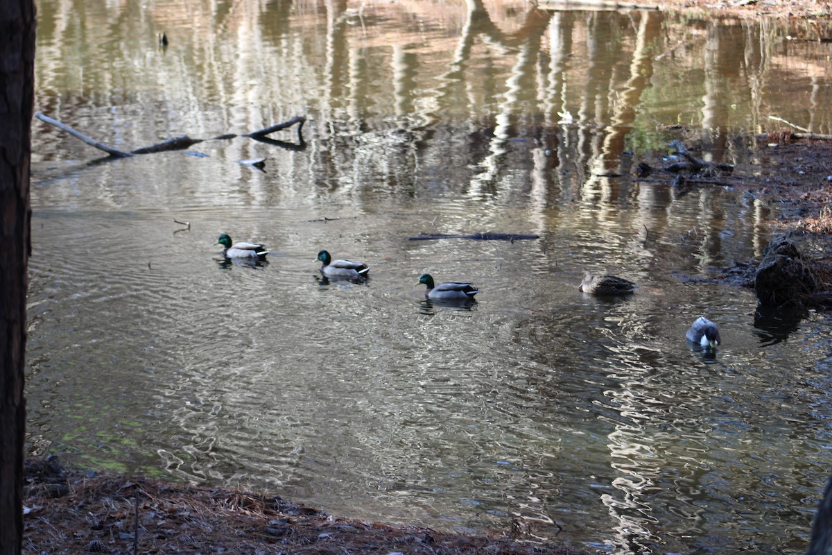 Mallard (Domestic type) - ML647888788