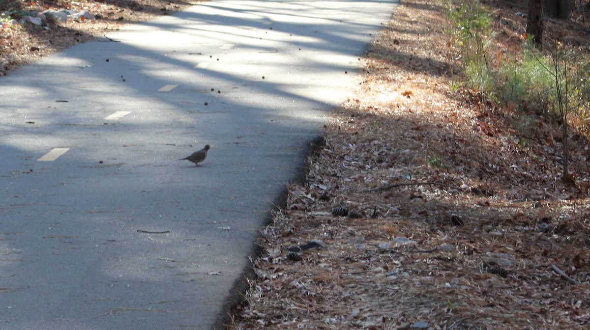 Mourning Dove - ML647888790