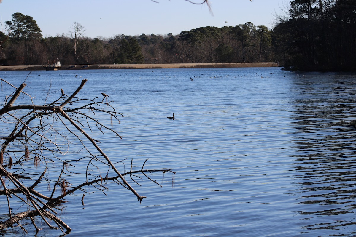 Double-crested Cormorant - ML647888828