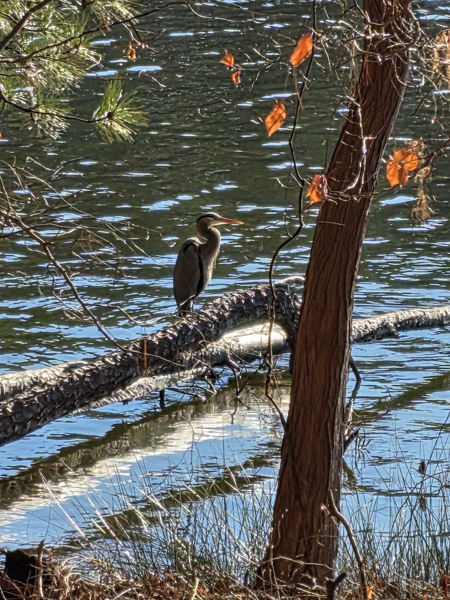 Great Blue Heron - ML647888875
