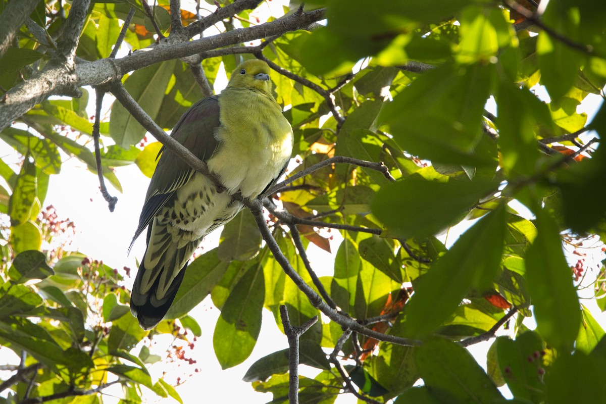 White-bellied Green-Pigeon - ML647888885