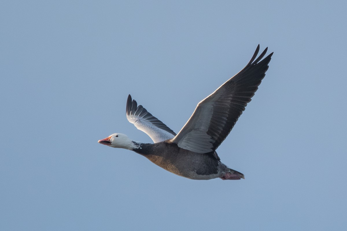 Snow Goose - ML647888892