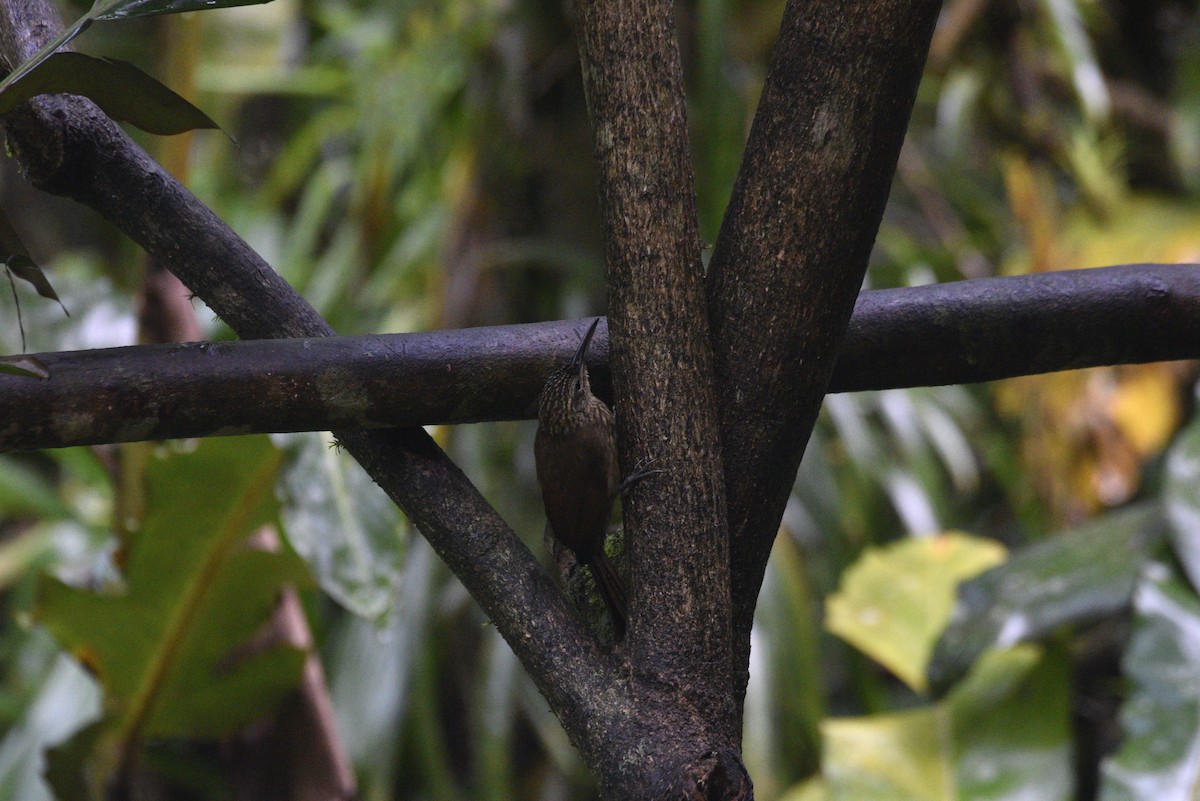 Cocoa Woodcreeper - ML647888895