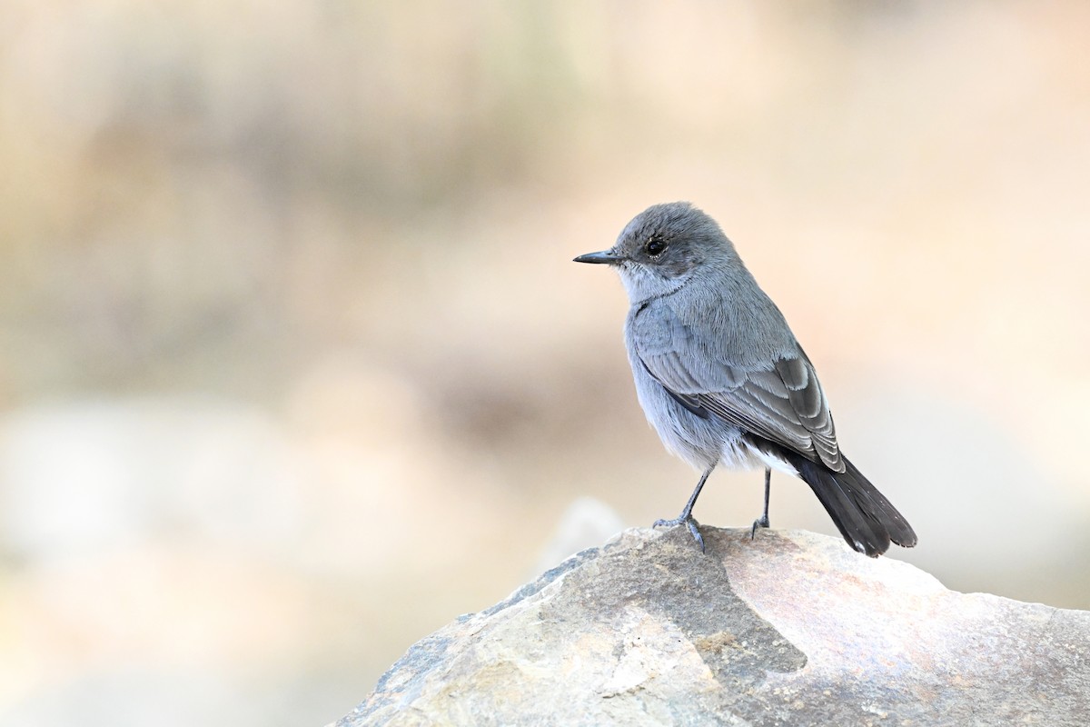 Blackstart - ML647888896