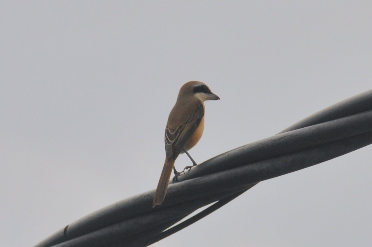 Brown Shrike - ML647888897