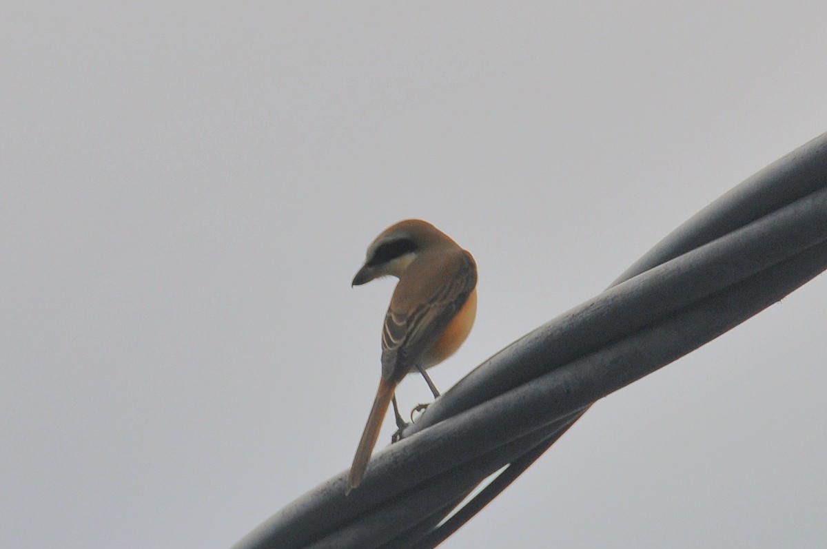 Brown Shrike - ML647888898