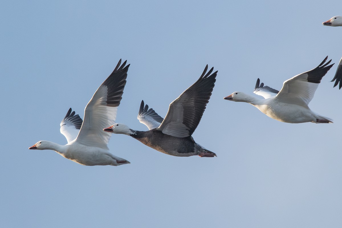 Snow Goose - ML647888899