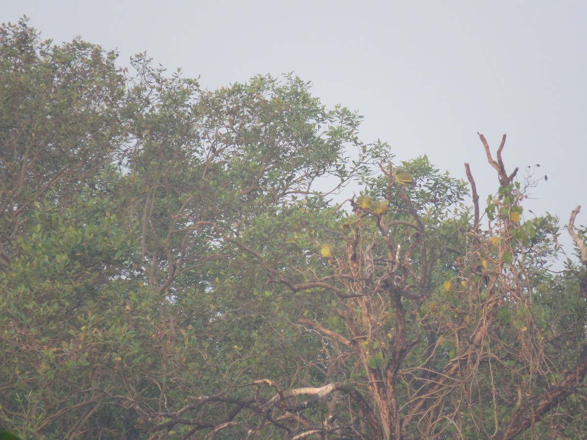 Orange-breasted Green-Pigeon - ML647888900