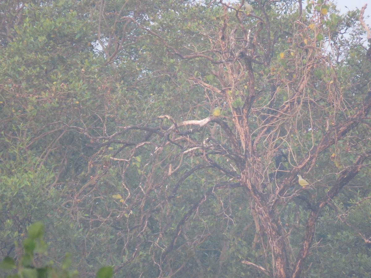 Orange-breasted Green-Pigeon - ML647888901