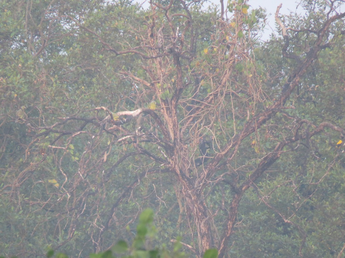 Orange-breasted Green-Pigeon - ML647888902