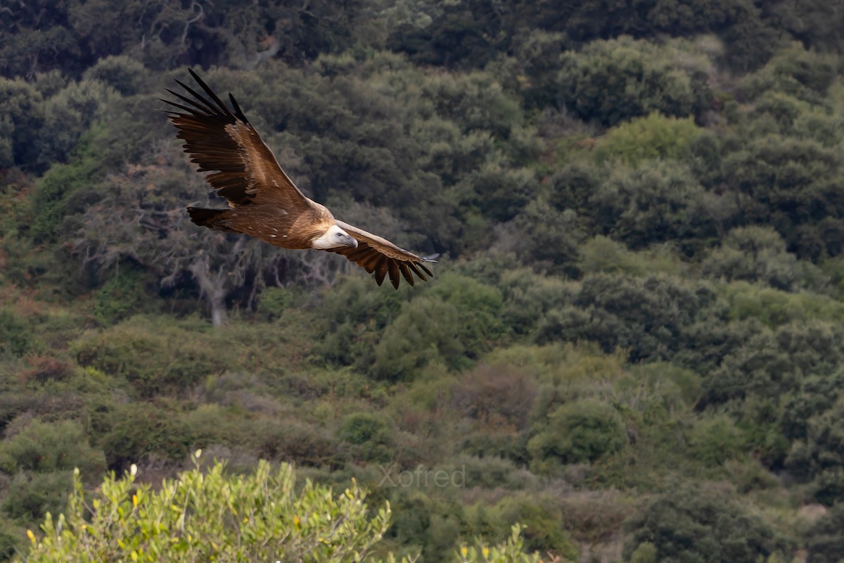 Eurasian Griffon - ML647888903